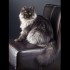 tiere3
