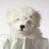 tiere4