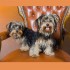 tiere6