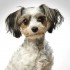 tiere9